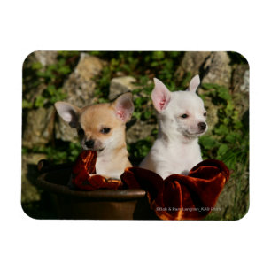 Chihuahua Puppies Magnet