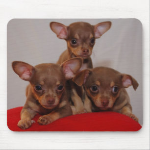 Chihuahua puppies mouse mat