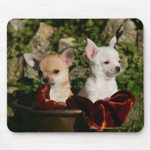 Chihuahua Puppies Mouse Mat