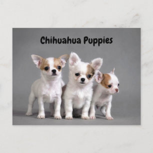 Chihuahua Puppies Posing for photo Postcard