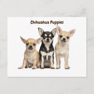 Chihuahua Puppies Posing for photo Postcard