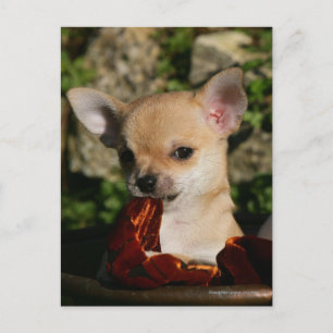Chihuahua Puppies Postcard