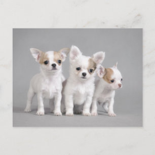 Chihuahua puppies postcard