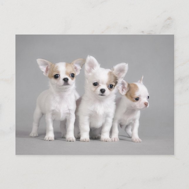 Chihuahua puppies postcard (Front)