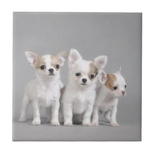 Chihuahua puppies tile