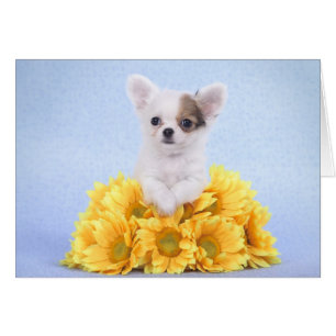 Chihuahua puppy