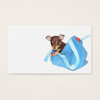 Chihuahua puppy