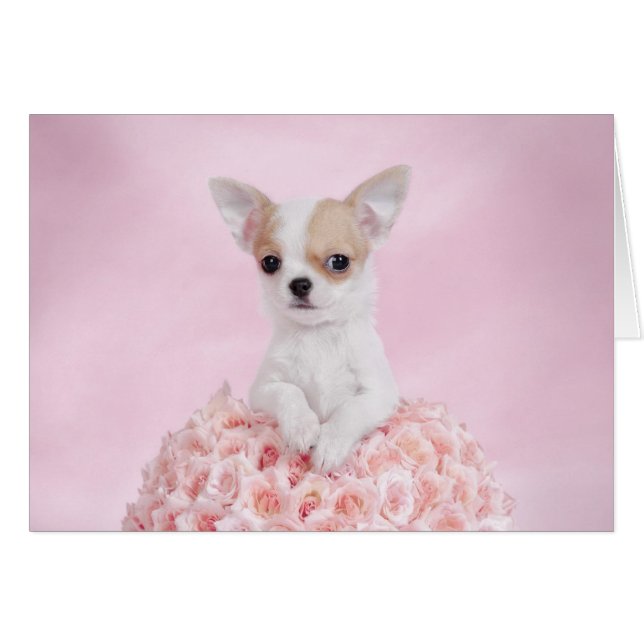 Chihuahua puppy (Front Horizontal)