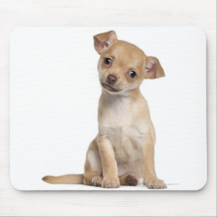 Chihuahua puppy (2 months old) mouse mat
