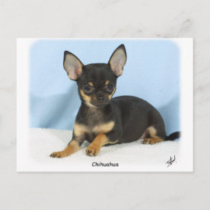Chihuahua puppy 9W079D-027 Postcard