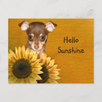 Chihuahua puppy and sunflowers