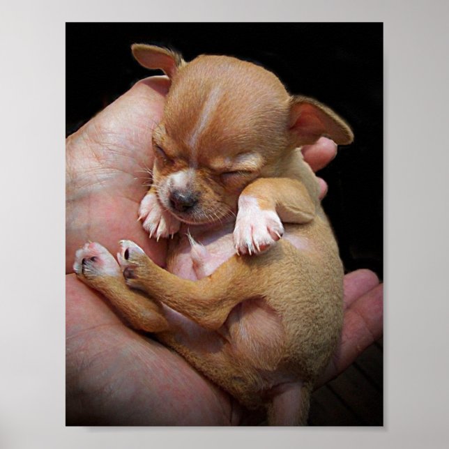 Chihuahua Puppy Blessing Poster (Front)