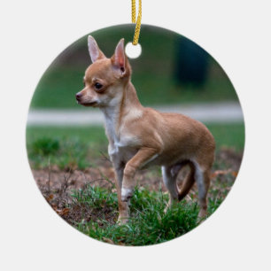 Chihuahua Puppy Ceramic Tree Decoration