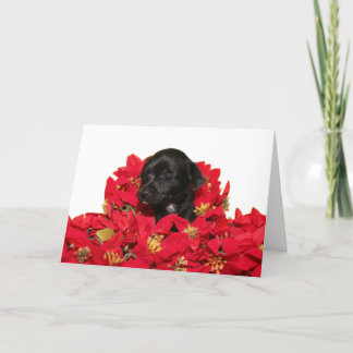 Chihuahua puppy Christmas Holiday Card