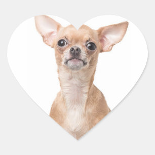 Chihuahua Puppy Dog Heart Sticker