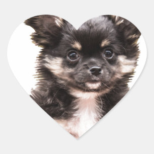 Chihuahua Puppy Dog Heart Sticker