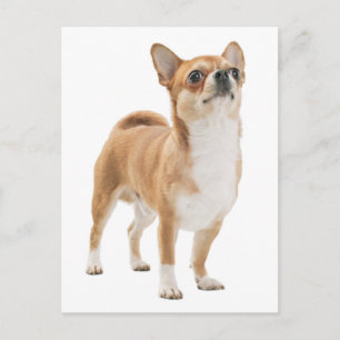 Chihuahua Puppy Dog Post Card