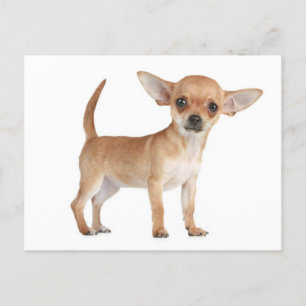 Chihuahua Puppy Dog Post Card
