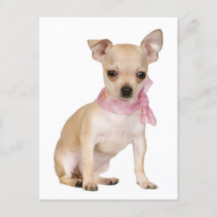 Chihuahua Puppy Dog Post Card
