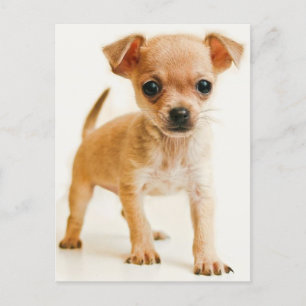 Chihuahua Puppy Dog Post Card