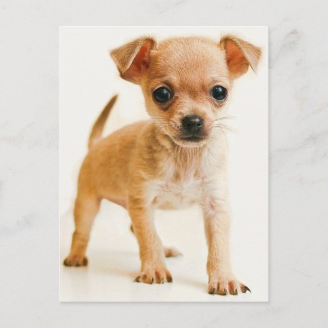 Chihuahua Puppy Dog Post Card (Front)