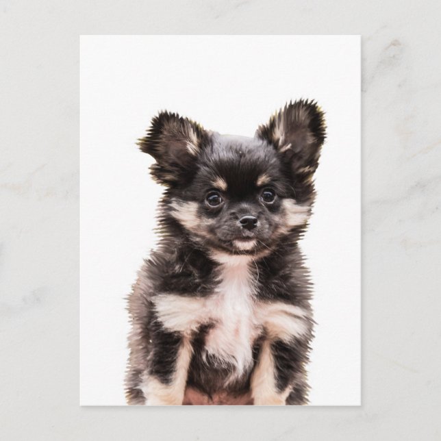 Chihuahua Puppy Dog Postcard (Front)