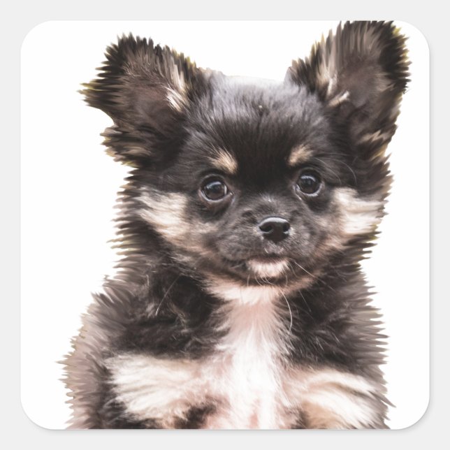 Chihuahua Puppy Dog Square Sticker (Front)