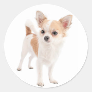 Chihuahua Puppy Dog Stickers / Seals