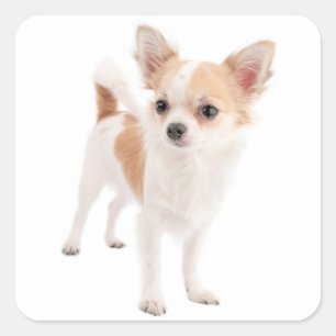 Chihuahua Puppy Dog Stickers / Seals