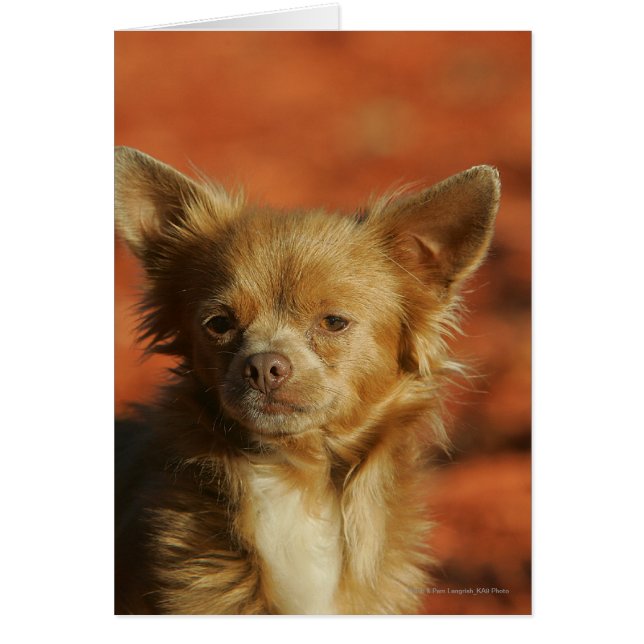 Chihuahua Puppy Headshot (Front)