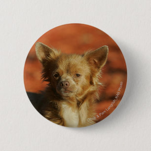 Chihuahua Puppy Headshot 6 Cm Round Badge