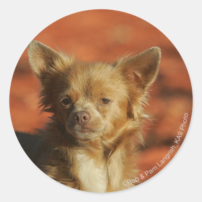 Chihuahua Puppy Headshot Classic Round Sticker (Front)
