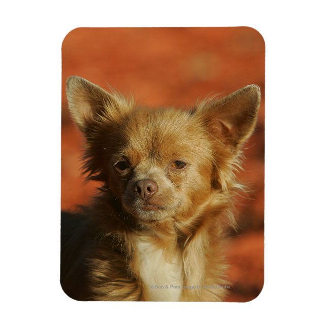Chihuahua Puppy Headshot Magnet (Vertical)