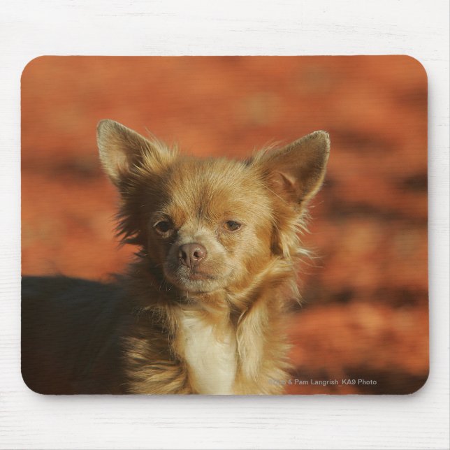 Chihuahua Puppy Headshot Mouse Mat (Front)