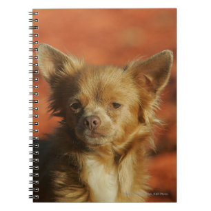 Chihuahua Puppy Headshot Notebook