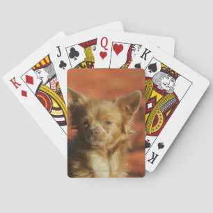Chihuahua Puppy Headshot Playing Cards