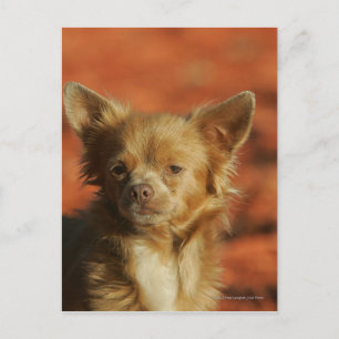 Chihuahua Puppy Headshot Postcard