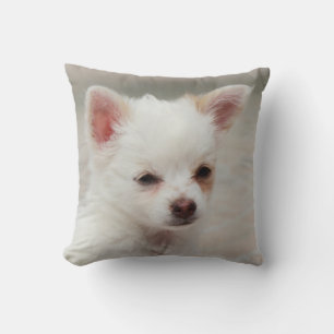 Chihuahua puppy in a garden cushion