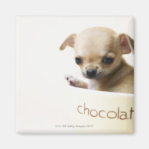 Chihuahua puppy in bowl (cropped) magnet