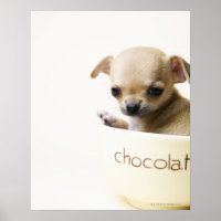Chihuahua puppy in bowl (cropped)