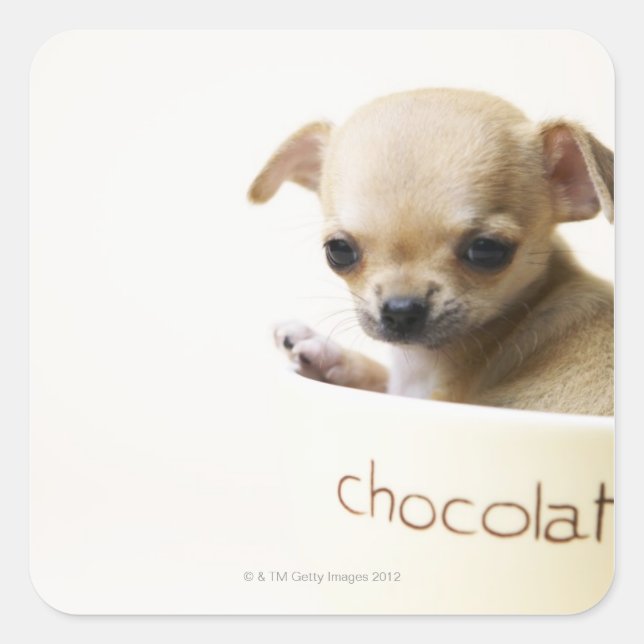 Chihuahua puppy in bowl (cropped) square sticker (Front)