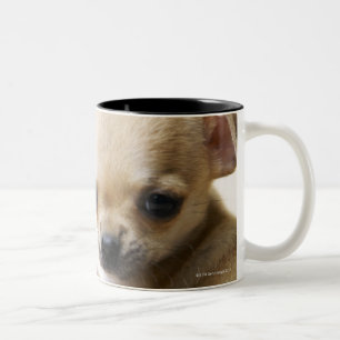 Chihuahua puppy in bowl (cropped) Two-Tone coffee mug