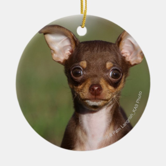 Chihuahua Puppy Looking at Camera Ceramic Tree Decoration (Front)
