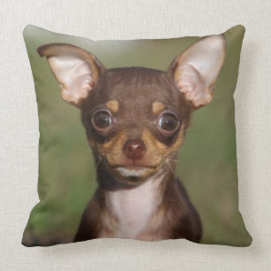 Chihuahua Puppy Looking at Camera Cushion