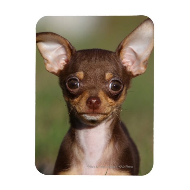 Chihuahua Puppy Looking at Camera Magnet (Vertical)