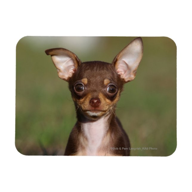 Chihuahua Puppy Looking at Camera Magnet (Horizontal)