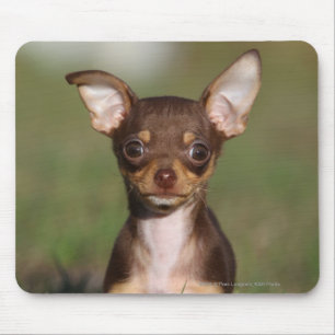 Chihuahua Puppy Looking at Camera Mouse Mat