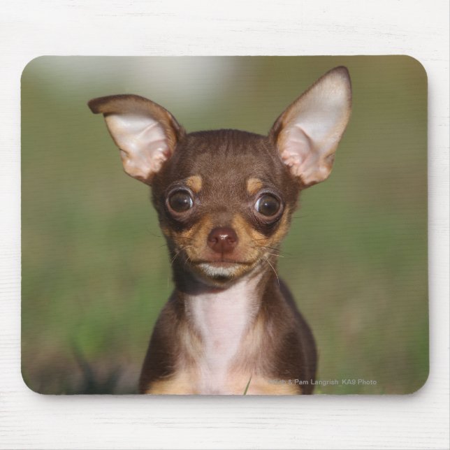 Chihuahua Puppy Looking at Camera Mouse Mat (Front)