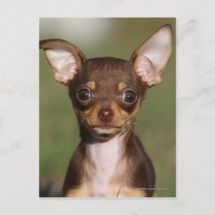 Chihuahua Puppy Looking at Camera Postcard