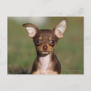 Chihuahua Puppy Looking at Camera Postcard